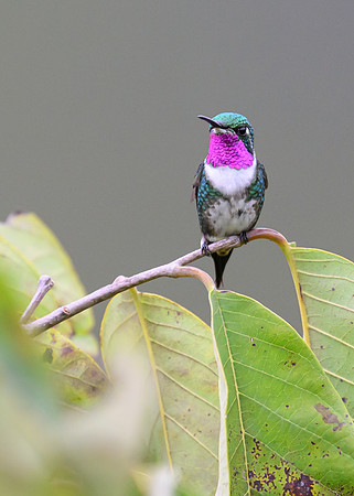 White-bellied Woodstar