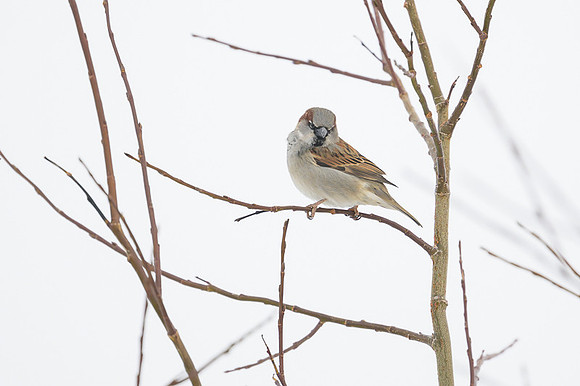 House sparrow / Wróbel