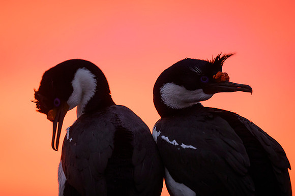 Imperial cormorant