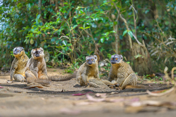 Common brown lemur
