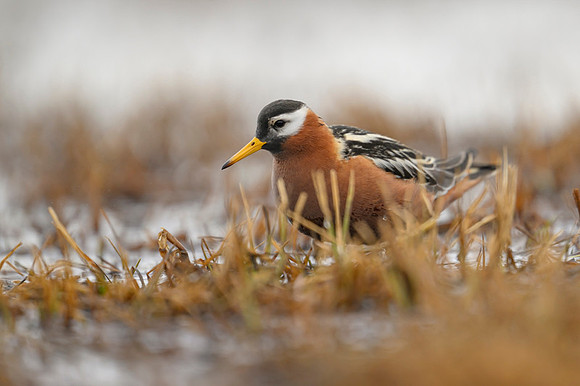 Red phalarope