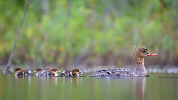 Common Merganser