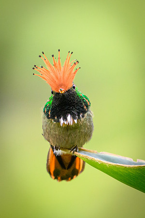 Rufous-crested Coquette