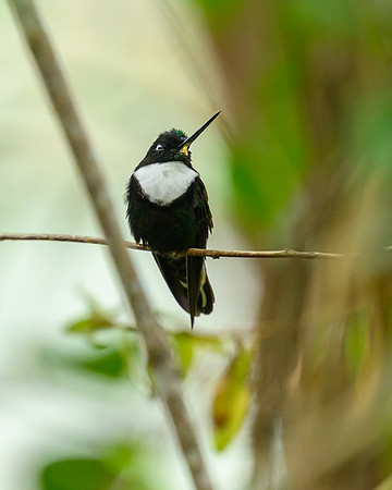 Collared Inca