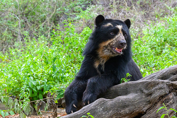 Spectacled Bear