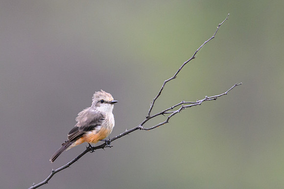 Vermilion Flycatcher