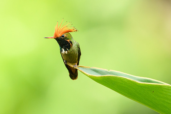 Rufous-crested Coquette