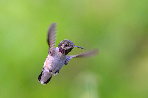Short-tailed Woodstar