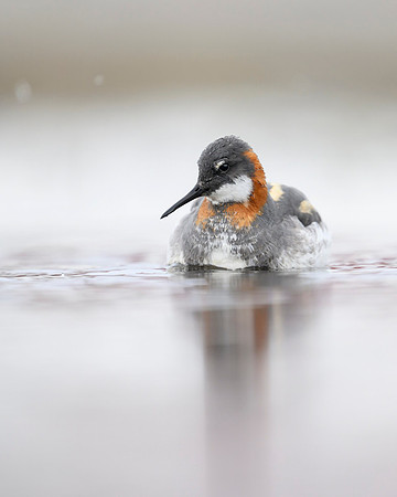 New Red-necked Phalarope