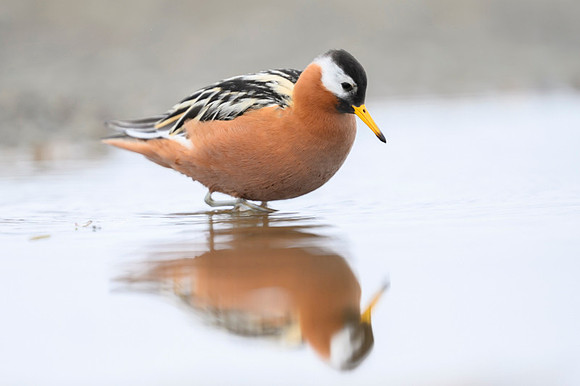 Red phalarope