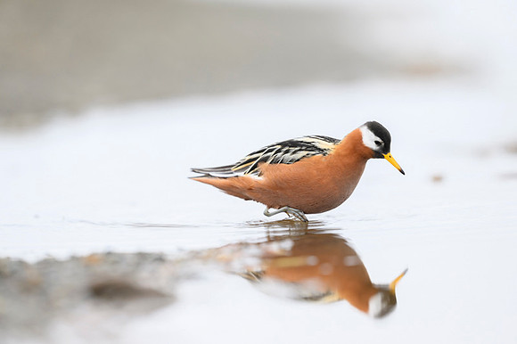 Red phalarope
