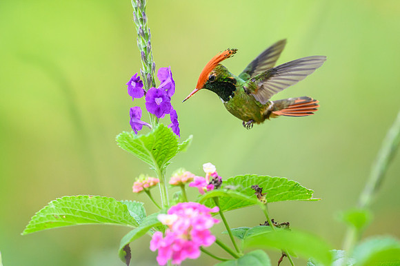 Rufous-crested Coquette