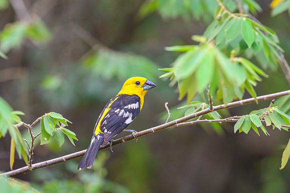 Golden Grosbeak
