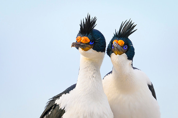 Imperial cormorant