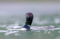 Common loon