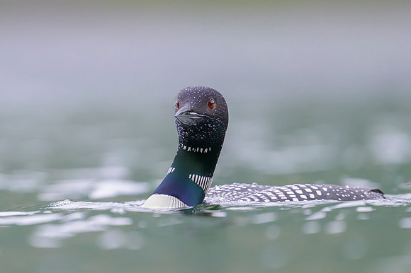 Common loon