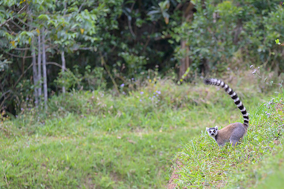 Ring-tailed lemurs