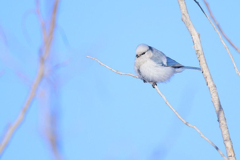 Azure Tit