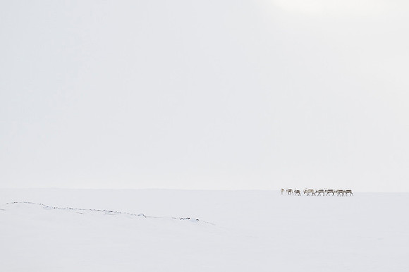 Reindeer / Renifer
