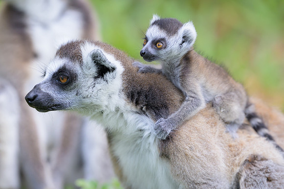 Ring-tailed lemurs