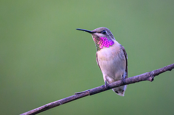 Short-tailed Woodstar