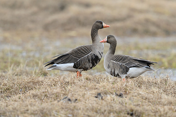 Greater white-fronted goose