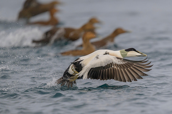 Common Eider / Edredon