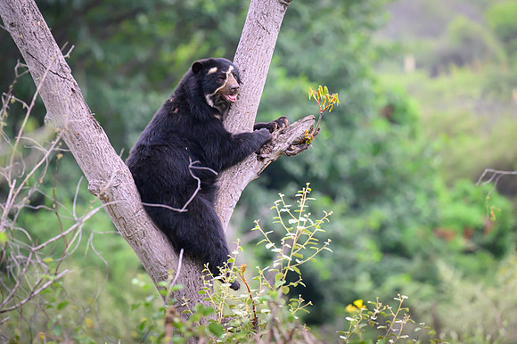 Spectacled Bear