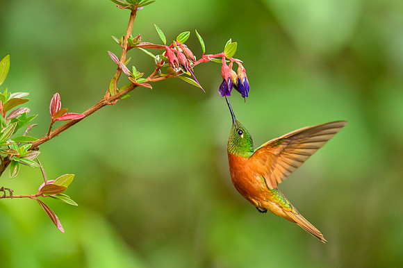 Chestnut-breasted coronet