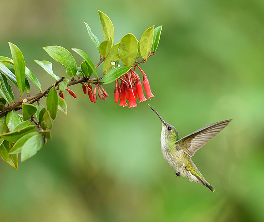 Andean Hummingbird