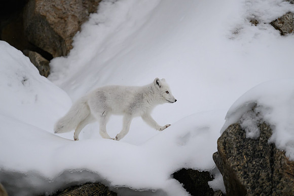 Arctic fox White