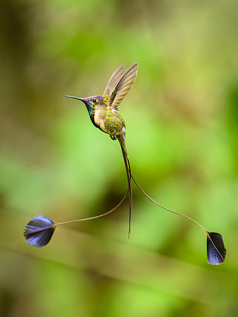 Marvellous Spatuletail Hummingbird