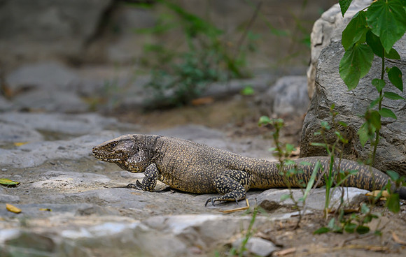 Thumbesian Tegu
