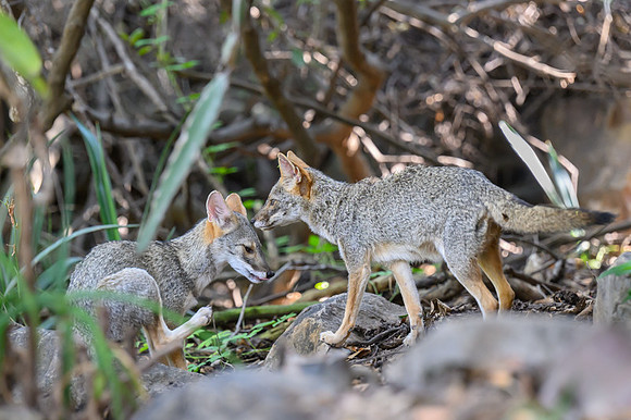 Sechuran Fox