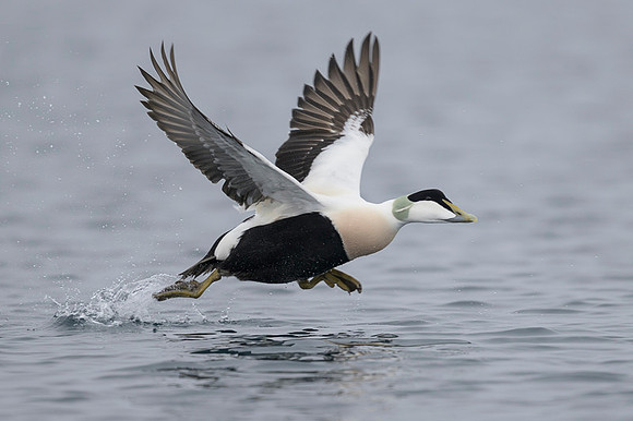 Common Eider / Edredon