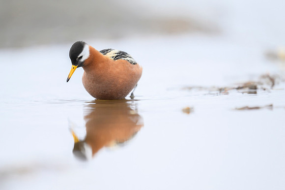 Red phalarope
