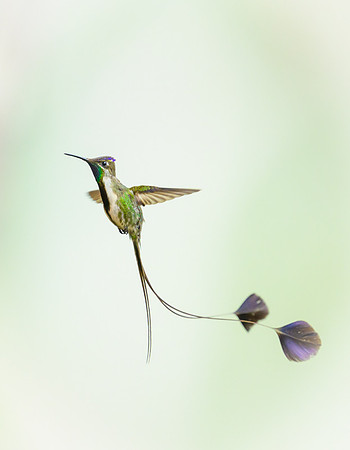 Marvellous Spatuletail Hummingbird