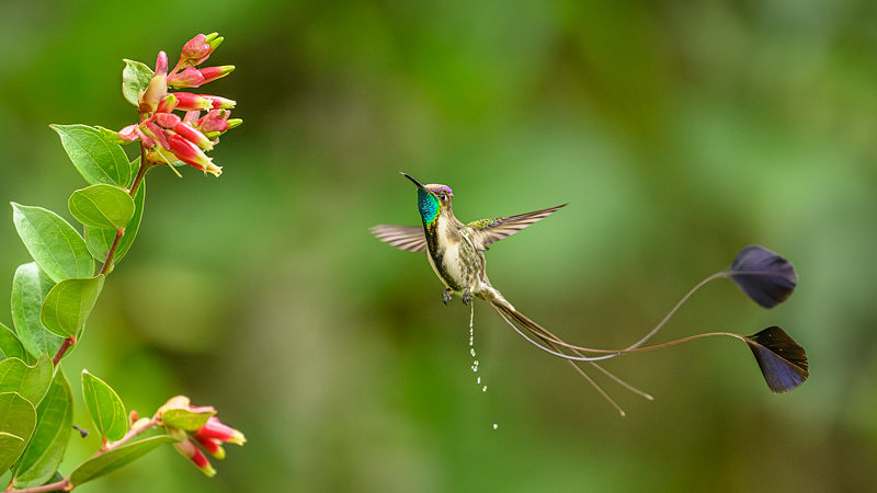 Marvellous Spatuletail Hummingbird