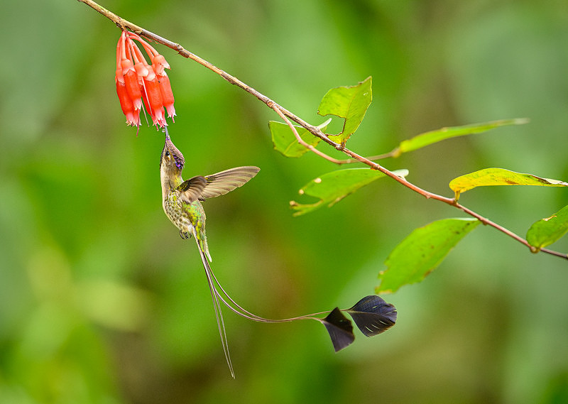 Marvellous Spatuletail Hummingbird
