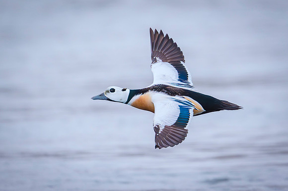 Steller's eider / Birginiak