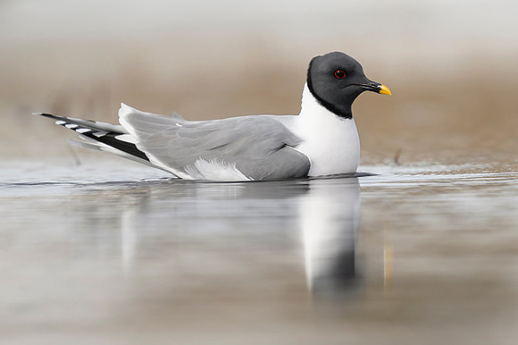 Sabine's gull