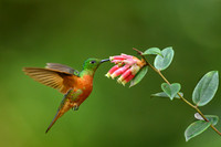 Chestnut-breasted coronet