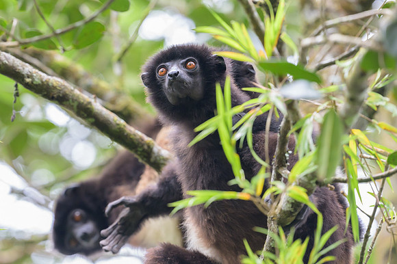 Milne-Edwards's sifaka