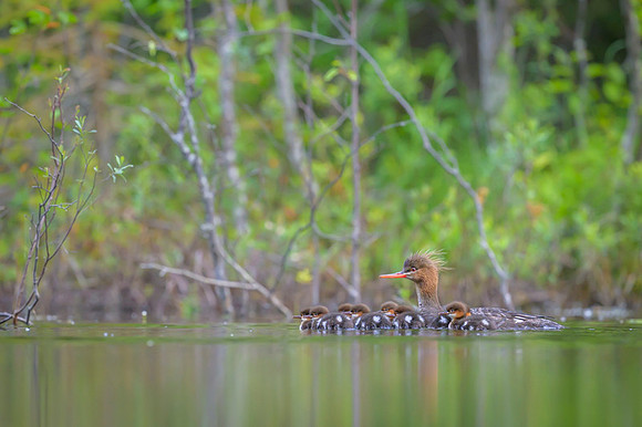 Common Merganser