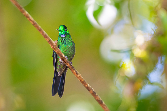 Green Crowned Brilliant Hummingbird