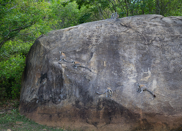 Ring-tailed lemurs
