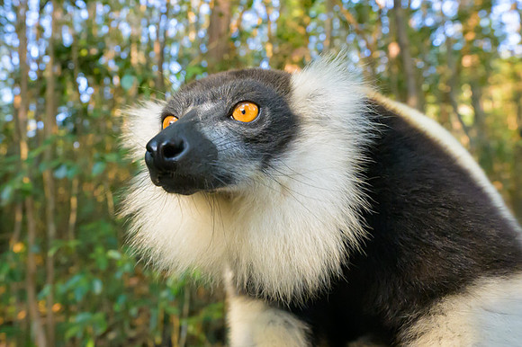 Black-and-white ruffed lemur