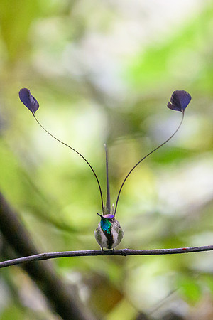 Marvellous Spatuletail Hummingbird