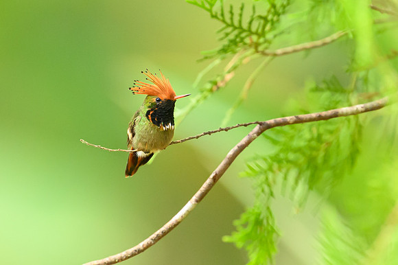 Rufous-crested Coquette