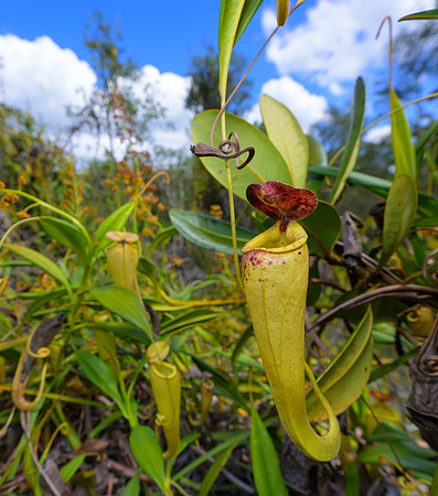 Pitcher Plants